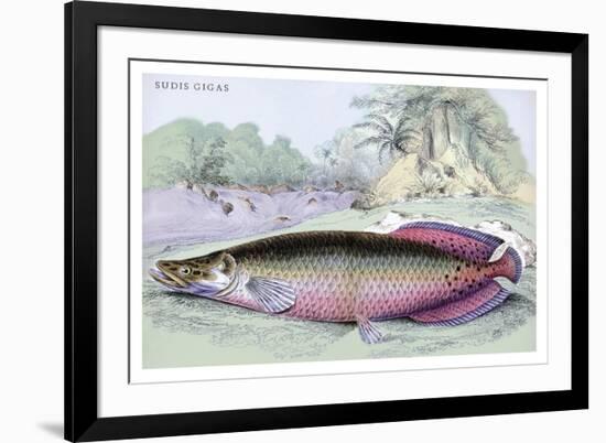 Sudis Gigas-Robert Hermann Schomburgk-Framed Art Print