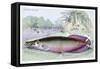 Sudis Gigas-Robert Hermann Schomburgk-Framed Stretched Canvas