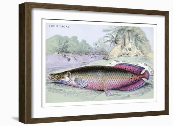 Sudis Gigas-Robert Hermann Schomburgk-Framed Art Print