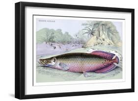 Sudis Gigas-Robert Hermann Schomburgk-Framed Art Print