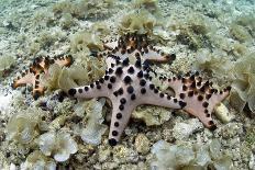 Red Sea Star (Echinaster Sepositus) and Bryozoans Fauna. Channel Islands, UK July-Sue Daly-Laminated Photographic Print