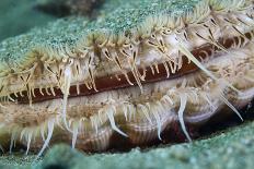 Red Sea Star (Echinaster Sepositus) and Bryozoans Fauna. Channel Islands, UK July-Sue Daly-Photographic Print