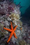 Red Sea Star (Echinaster Sepositus) and Bryozoans Fauna. Channel Islands, UK July-Sue Daly-Stretched Canvas