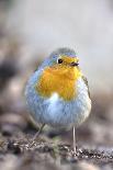 Robin (Erithacus rubecula). Sark, British Channel Islands-Sue Daly-Framed Photographic Print