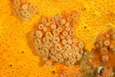 Yellow cave coral off Sark, Channel Isles, UK-Sue Daly-Photographic Print