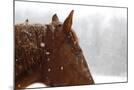 Wood Mount