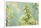 Gramercy White