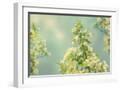 White Frame