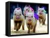 Sue Wee Pig Races-null-Framed Stretched Canvas