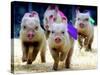 Sue Wee Pig Races-null-Stretched Canvas