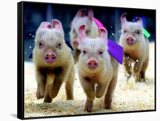 Sue Wee Pig Races-null-Framed Stretched Canvas