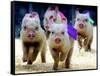 Sue Wee Pig Races-null-Framed Stretched Canvas