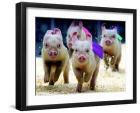 Sue Wee Pig Races-null-Framed Premium Photographic Print