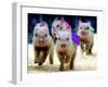 Sue Wee Pig Races-null-Framed Premium Photographic Print