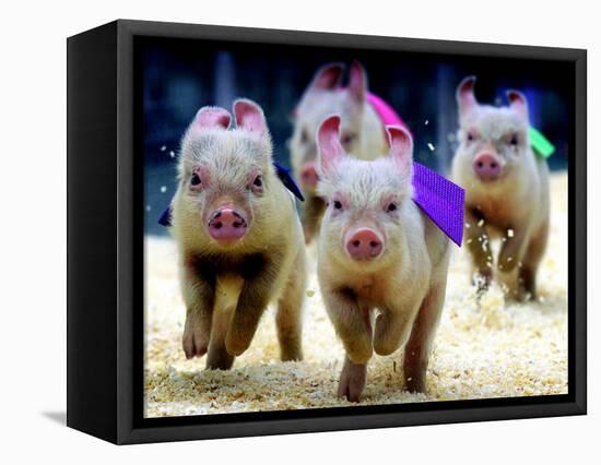 Sue Wee Pig Races-null-Framed Stretched Canvas