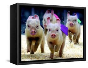 Sue Wee Pig Races-null-Framed Stretched Canvas