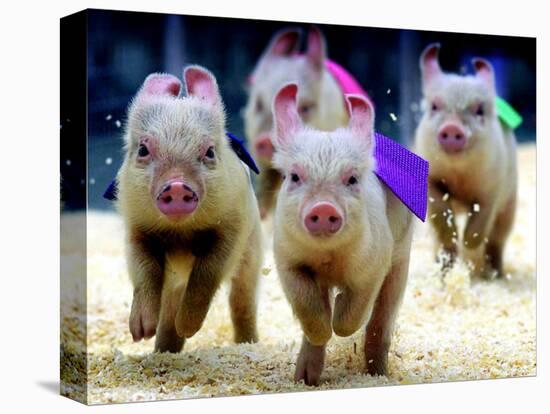Sue Wee Pig Races-null-Stretched Canvas