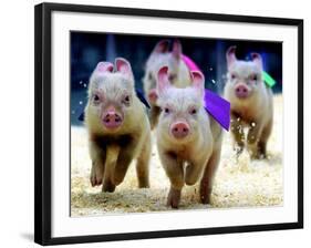 Sue Wee Pig Races-null-Framed Photographic Print