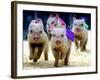 Sue Wee Pig Races-null-Framed Photographic Print