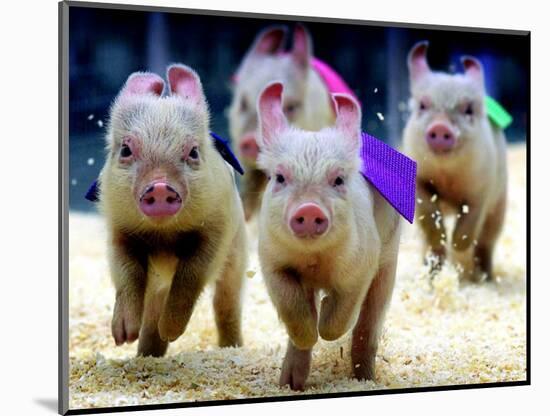 Sue Wee Pig Races-null-Mounted Photographic Print