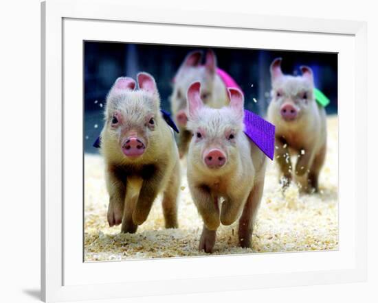 Sue Wee Pig Races-null-Framed Photographic Print