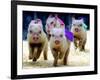 Sue Wee Pig Races-null-Framed Photographic Print