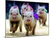 Sue Wee Pig Races-null-Mounted Photographic Print