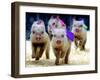 Sue Wee Pig Races-null-Framed Photographic Print