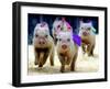 Sue Wee Pig Races-null-Framed Photographic Print