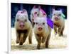 Sue Wee Pig Races-null-Framed Photographic Print