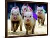 Sue Wee Pig Races-null-Framed Photographic Print