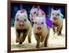 Sue Wee Pig Races-null-Framed Photographic Print