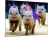 Sue Wee Pig Races-null-Mounted Photographic Print