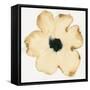 Suede Fleur II-Shirley Novak-Framed Stretched Canvas