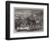 Suffolk Cart-Horses at the Exhibition of the Royal Agricultural Society at Bury St Edmunds-Samuel John Carter-Framed Giclee Print