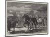 Suffolk Cart-Horses at the Exhibition of the Royal Agricultural Society at Bury St Edmunds-Samuel John Carter-Mounted Giclee Print