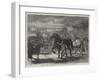 Suffolk Cart-Horses at the Exhibition of the Royal Agricultural Society at Bury St Edmunds-Samuel John Carter-Framed Giclee Print