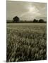 Suffolk Field-Tim Kahane-Mounted Photographic Print