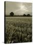 Suffolk Field-Tim Kahane-Stretched Canvas