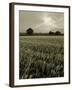 Suffolk Field-Tim Kahane-Framed Photographic Print