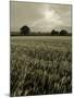 Suffolk Field-Tim Kahane-Mounted Photographic Print
