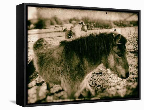 Suffolk Ponies-Tim Kahane-Framed Stretched Canvas