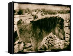 Suffolk Ponies-Tim Kahane-Framed Stretched Canvas