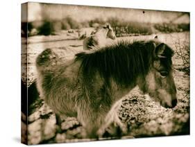 Suffolk Ponies-Tim Kahane-Stretched Canvas