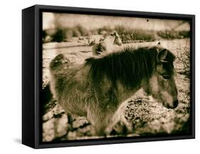 Suffolk Ponies-Tim Kahane-Framed Stretched Canvas