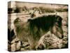 Suffolk Ponies-Tim Kahane-Stretched Canvas