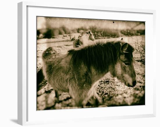 Suffolk Ponies-Tim Kahane-Framed Photographic Print