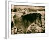 Suffolk Ponies-Tim Kahane-Framed Photographic Print