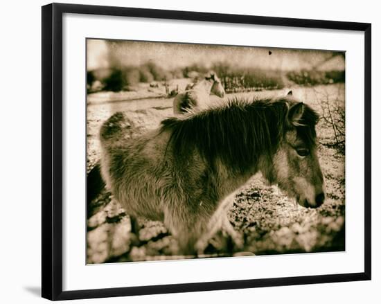 Suffolk Ponies-Tim Kahane-Framed Photographic Print