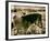 Suffolk Ponies-Tim Kahane-Framed Photographic Print